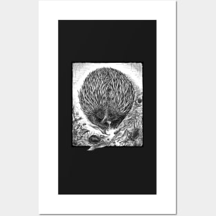 Echidna Ink Drawing by Nadya Neklioudova Posters and Art